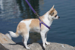 Eco 1/2" Lilac 12-18" Step in Harness for Small Dogs