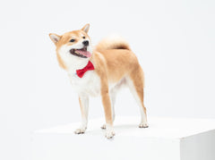 Soft & Comfy Cute Adjustable Leather Dog Collar and Cat Collar with Pink Bow Tie for Small Medium Dog and Cat