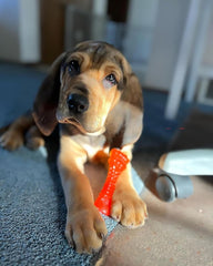 Freezer Knuckle Bone Puppy Chew Toy, Soothing Teething Toys for Puppies, Color Changing, Lamb & Apple Flavor, Small - up to 25 Lbs, 1 Count