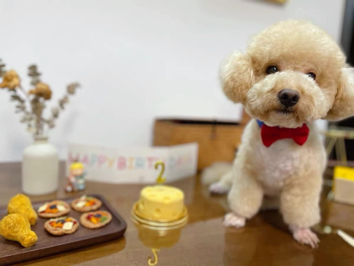 Soft & Comfy Cute Adjustable Leather Dog Collar and Cat Collar with Pink Bow Tie for Small Medium Dog and Cat