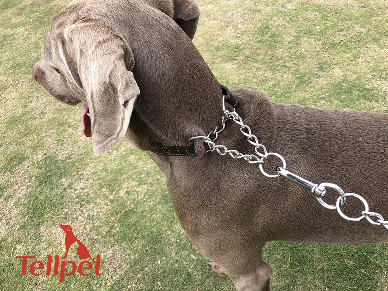 Leather Dog Martingale Choke Collar, Brown, Large