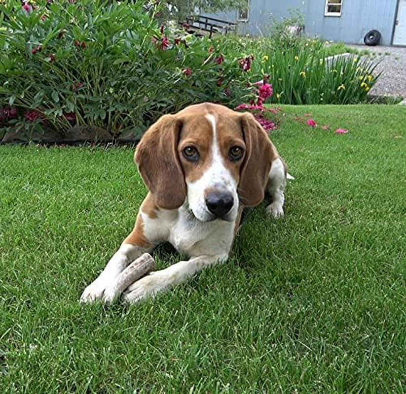 Small Whole Single Pack (For 10-30 Lb Dogs and Puppies) Premium Grade Elk Antler for Dogs (1 Piece) Sourced in the USA