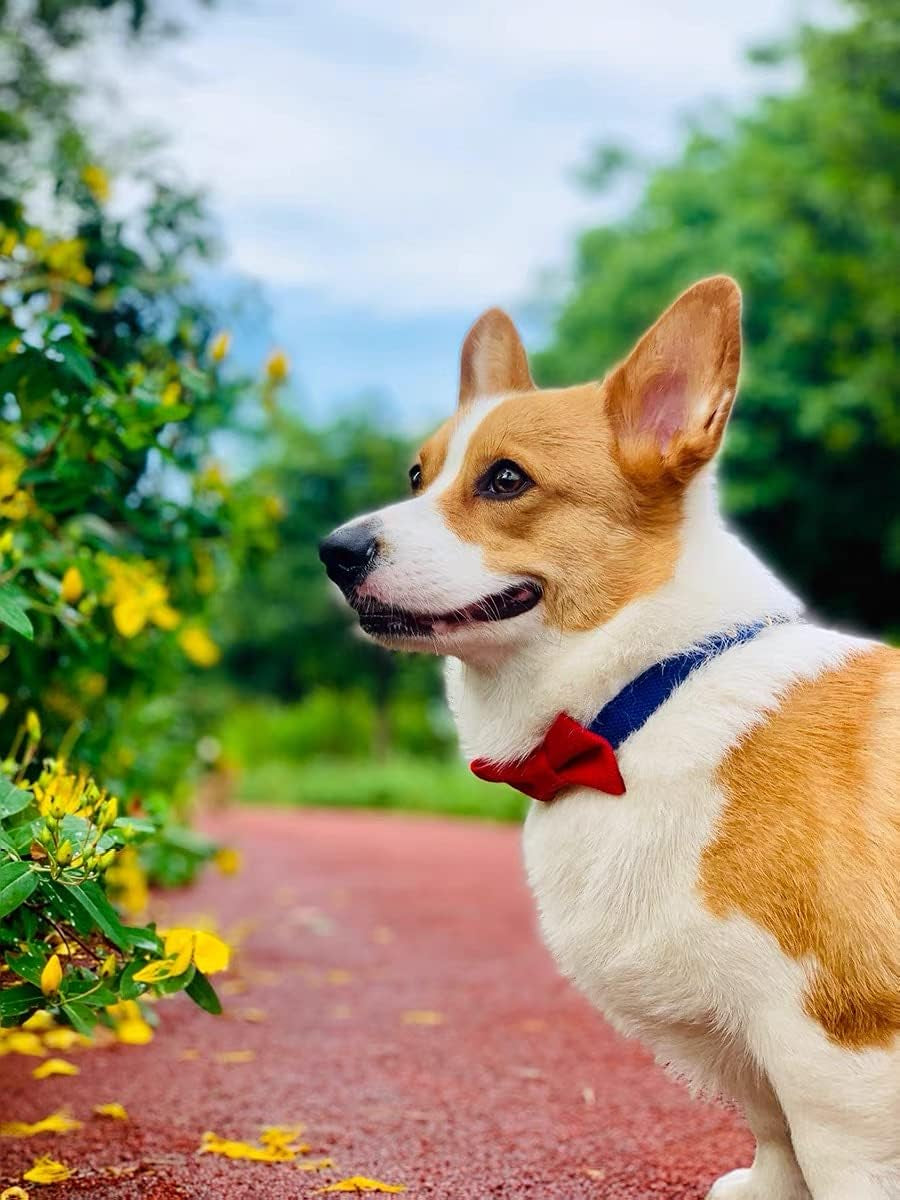 Soft & Comfy Cute Adjustable Leather Dog Collar and Cat Collar with Pink Bow Tie for Small Medium Dog and Cat