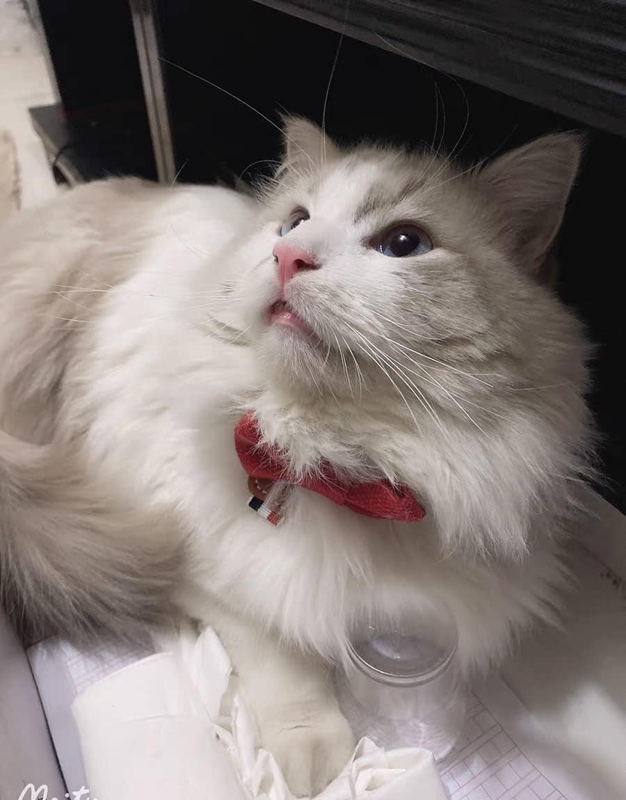 Soft & Comfy Cute Adjustable Leather Dog Collar and Cat Collar with Pink Bow Tie for Small Medium Dog and Cat