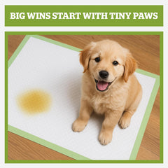 Pogi’S Dog Pads with Sticky Tabs – Large, Super Absorbent, Odor Blocking, 20-Count (24X24In)