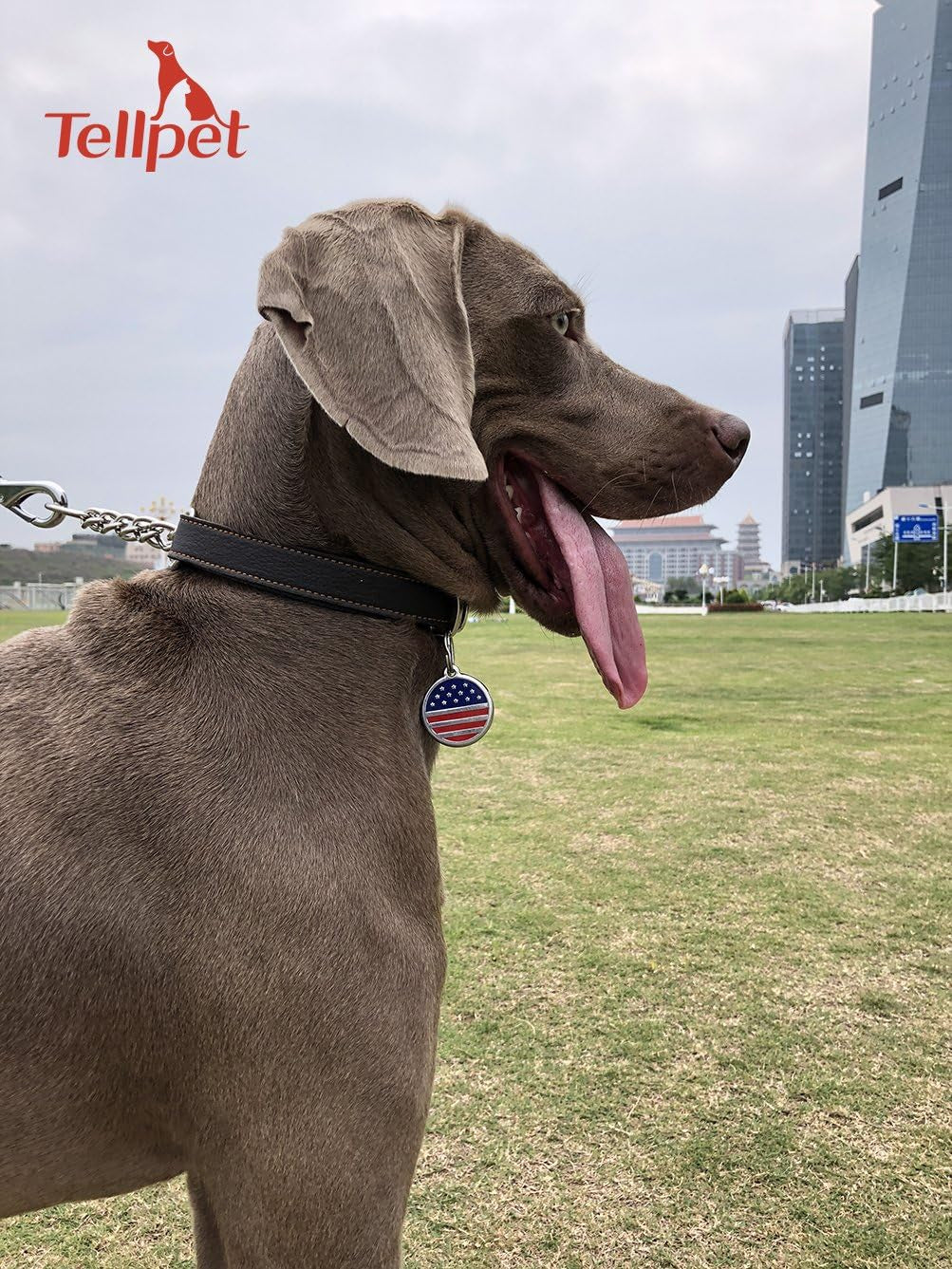 Leather Dog Martingale Choke Collar, Brown, Large
